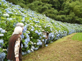 Hydrangea Road (“Ajisai”-road)