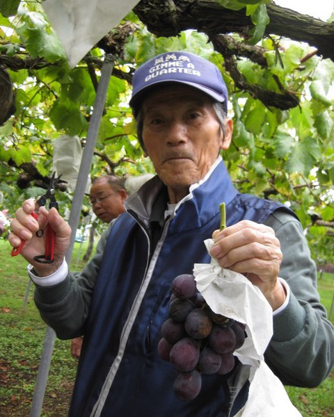 Grape picking inbetween typhoons