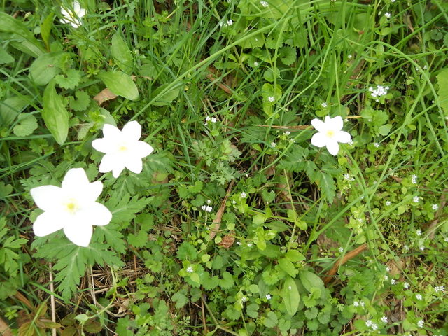 Poppy anemone