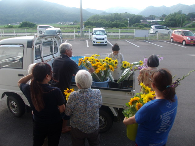 The Yellow color of sunflower – Dazzling!